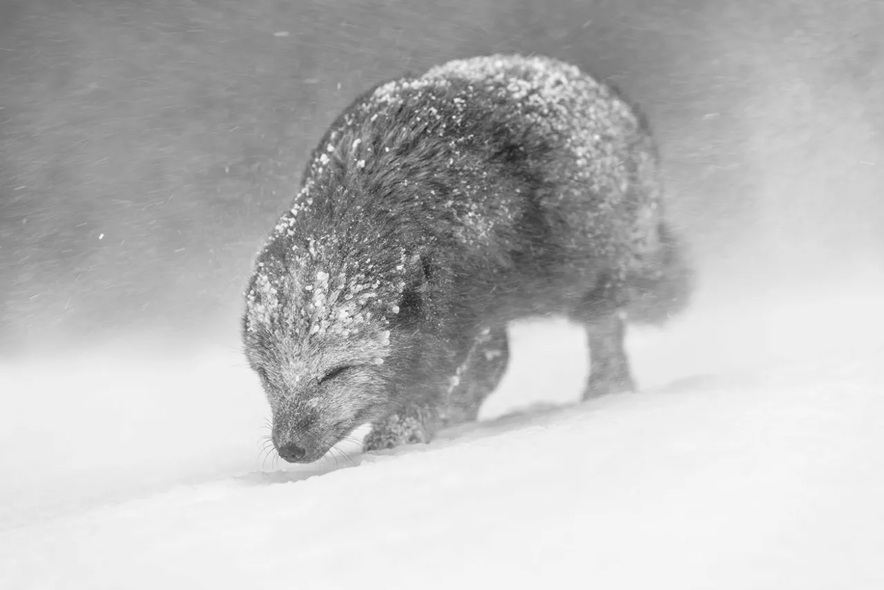 Arctic fox (Vulpes lagopus) walking through a snowstorm