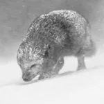 Arctic fox (Vulpes lagopus) walking through a snowstorm