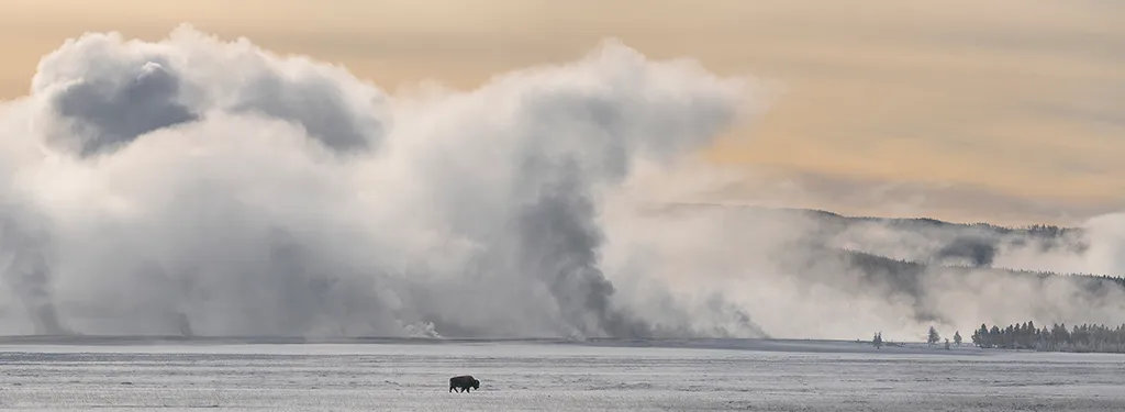 Lone Bison By Antony Spencer